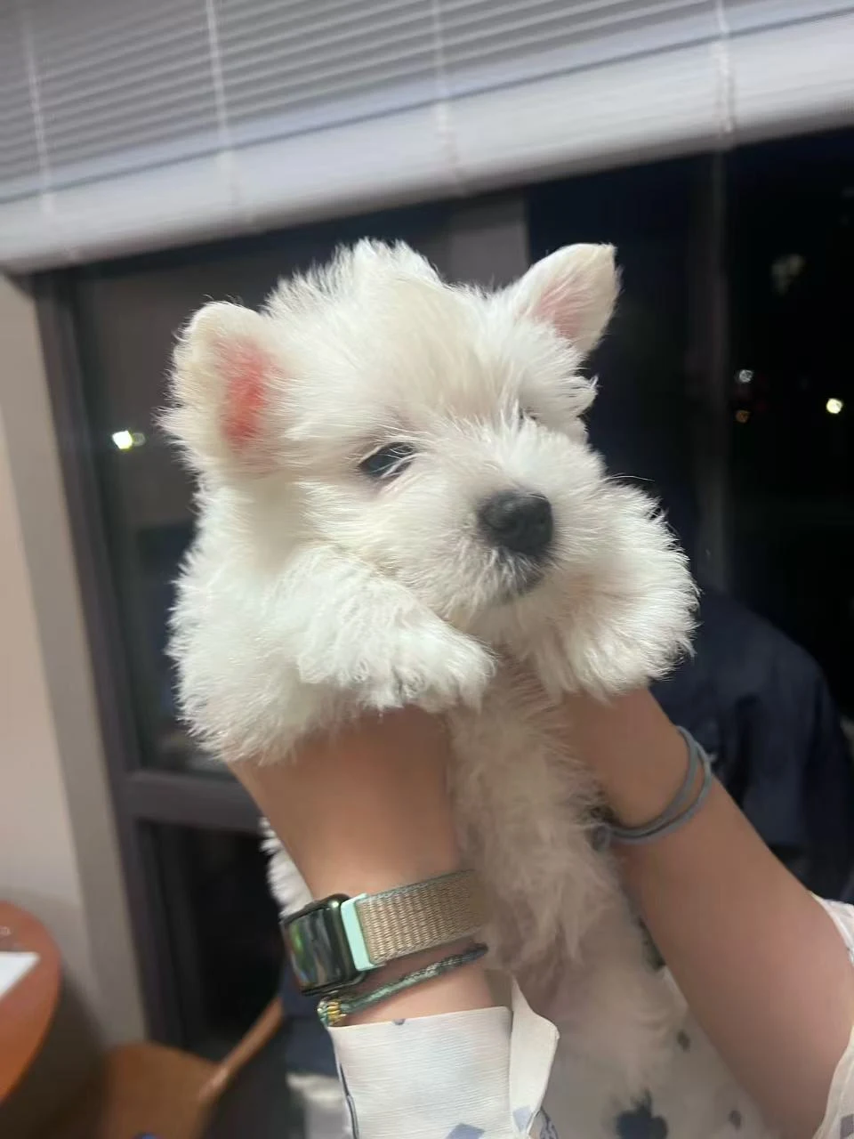 刚到家时，被双手托起的她。