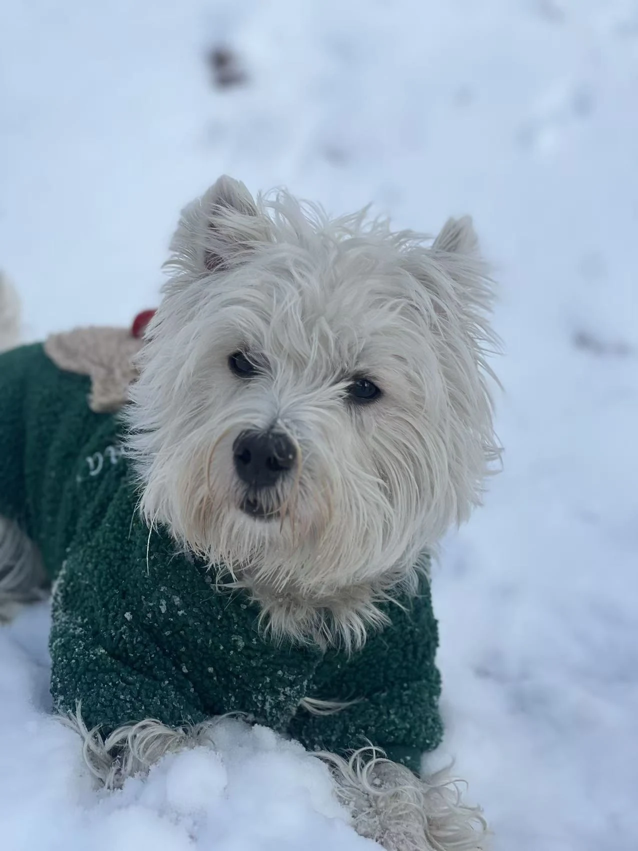 雪地里的绿色衣服。